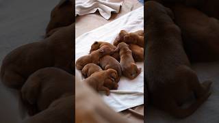 WELPENALARM 🚨welpen vizsla puppies [upl. by Nirrak]