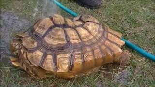 Extracting a Sulcata Tortoise From its Burrow [upl. by Gerek338]