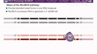 Homologous Recombination Part 1 [upl. by Kall458]