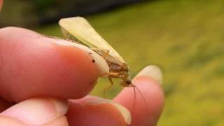 Caddisfly ComingOut Day Trichoptera [upl. by Pagas]