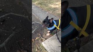 French bulldog chews bark doglover dogbreed puppy [upl. by Rahcir]