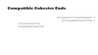 T4 DNA Ligase [upl. by Em]