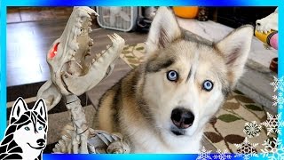 My Dog Reacts to Howling Bone Dog  Scary Halloween prank [upl. by Maressa]