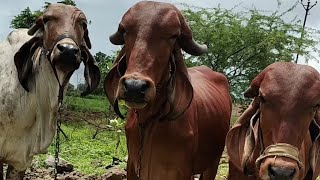 1st Lactation Gir Heifers panchhi gir gaushala gircow saurashtra bhavnagar bhaguda [upl. by Swehttam]