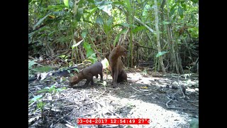 The jaguarundi the unknown cat of Latin America [upl. by Talya458]