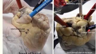 sheep heart anatomy [upl. by Ennasus756]