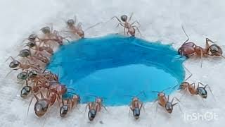 Red big headed ants drinking sweet blue water insects ants sugar water drinking viral [upl. by Nyrat]