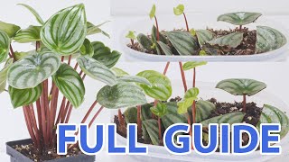 How To Propagate Watermelon Peperomia  Every Step [upl. by Drye]