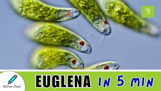 What is Euglena ✨  Amazing Microbes  Structure Movement amp More [upl. by Yrian142]