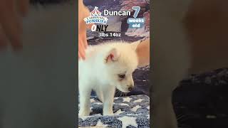 Duncan the pomsky puppy  7 week puppy update husky pomskylife dogbreed [upl. by Ambie]