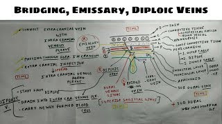 Bridging Emissary Diploic Veins  2 [upl. by Nahk]