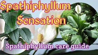 Spathiphyllum Sensation  Spathiphyllum care guide [upl. by Eimirej962]