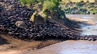 Wildebeest Migration Ngorongoro Crater Tanzania [upl. by Nosreg714]