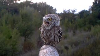 Verso della Civetta  little owl Athene noctua 133 fototrappolaggio a Corte Franca [upl. by Mellicent41]