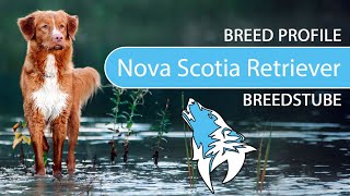 ► Nova Scotia Duck Tolling Retriever Breed Profile 2022 Temperament amp Training [upl. by Panthia]