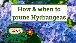 How and when to prune Hydrangeas [upl. by Haiel165]