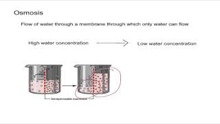 Osmosis and Osmotic Pressure [upl. by Asilef756]