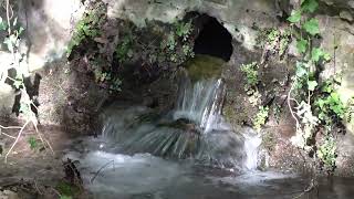 Cerveteri morìa di querce nel Bosco di Valcanneto  Canale 10 [upl. by Einwahr]