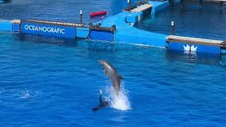 Dolphin show oceanografic Valencia 250323 [upl. by Marty445]