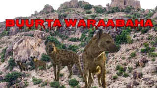 BUURTA UGU WARAABAHA BADAN SOMALILAND [upl. by Ordnagela]