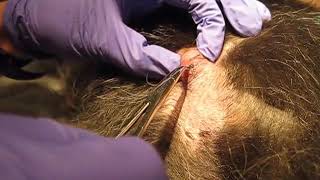 Cuterebra Removal [upl. by Rennold]