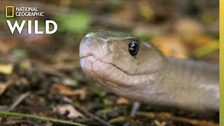 Catching the Deadly Black Mamba  These Snakes Can Kill You [upl. by Macintyre810]