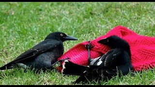 Pied Currawongs Playing with a Bath Mat [upl. by Norok]