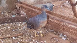 Zabelê Crypturellus noctívagos Zabelê yellowlegged Tinamou [upl. by Arhsub]