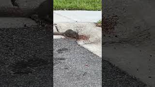 Squirrel eating bird seads [upl. by Eive]