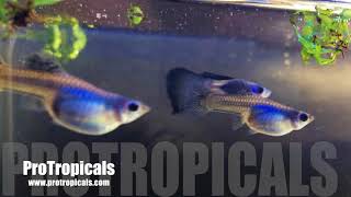 Guppy for sale  Breeding Pair Japanese Blue Laser Guppies [upl. by Pentheam]