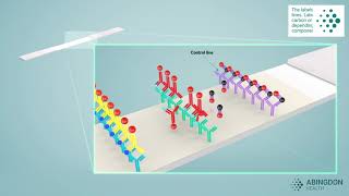 See how a lateral flow immunoassay works [upl. by Atirac]