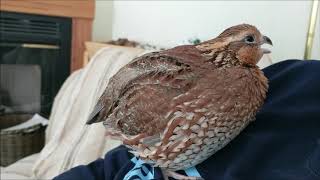 Talking to a Female Bobwhite Quail  Female Bobwhite Quail Call [upl. by Stewart]