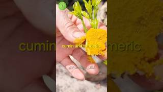 Grow lime tree from young bud graftingtactick plantgodusa garden usagarden [upl. by Orit]