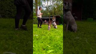 Training mit 2 Schnauzern schnauzer hundetraining [upl. by Aremihc300]