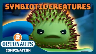 Octonauts  🦀 Symbiotic Creatures 🐋  Back to School Special  Full Episodes [upl. by Ahael]