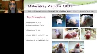 Marina Ponzio  Environmental enrichment in laboratory mice effects upon reproductive physiology [upl. by Alviani]