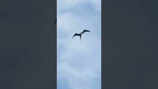 Magnificent Frigate Bird in Flight in Antigua birds birding Antigua [upl. by Eirrehc]