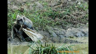 Mugger Crocodile Attacks Grey Langer Monkey  wildlife at its best [upl. by Yekcin]