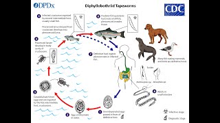 Diphyllobothrium latum Fish Tapeworm [upl. by Terrell]