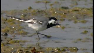 Sädesärla  Motacilla alba  WhitePied Wagtail  ljudsound [upl. by Burns]