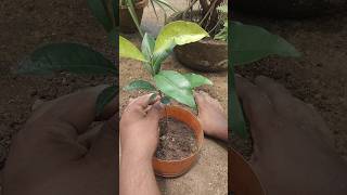 ছোট্টো লিছু গাছটিকে প্রতিস্থাপন করলাম  lychee tree shorts shortsvideo ytshorts [upl. by Rabbaj571]