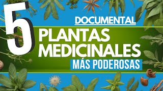 ✅ DOCUMENTAL 5 plantas MEDICINALES más PODEROSAS 🌿 [upl. by Ahsla]