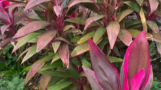 Cordyline Fruticosa [upl. by Elenaj]