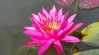 Water Lily Blooms and Goldfish [upl. by Brunella]