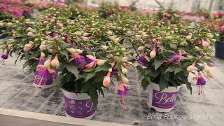 Fuchsia ❤️❤️❤️ Three ways to replant your fuchsia ❤️❤️❤️ [upl. by Naida]