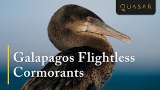 Galapagos Flightless Cormorants  The Cormorant Bird Video [upl. by Ynnus]