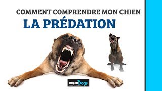 COMMENT EDUQUER MON CHIEN GRÂCE A LA PREDATION [upl. by Marijn857]