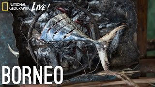 We Are What We Eat Borneo  Nat Geo Live [upl. by Nirel]