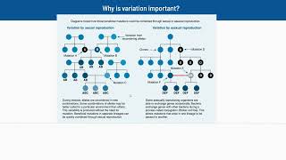 23 Why is Variation Important [upl. by Giuseppe]