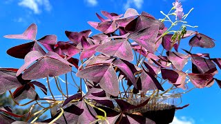 ☘️ Multiplicación Cultivo y Cuidados del Trébol Morado  Oxalis triangularis [upl. by Ahsal]